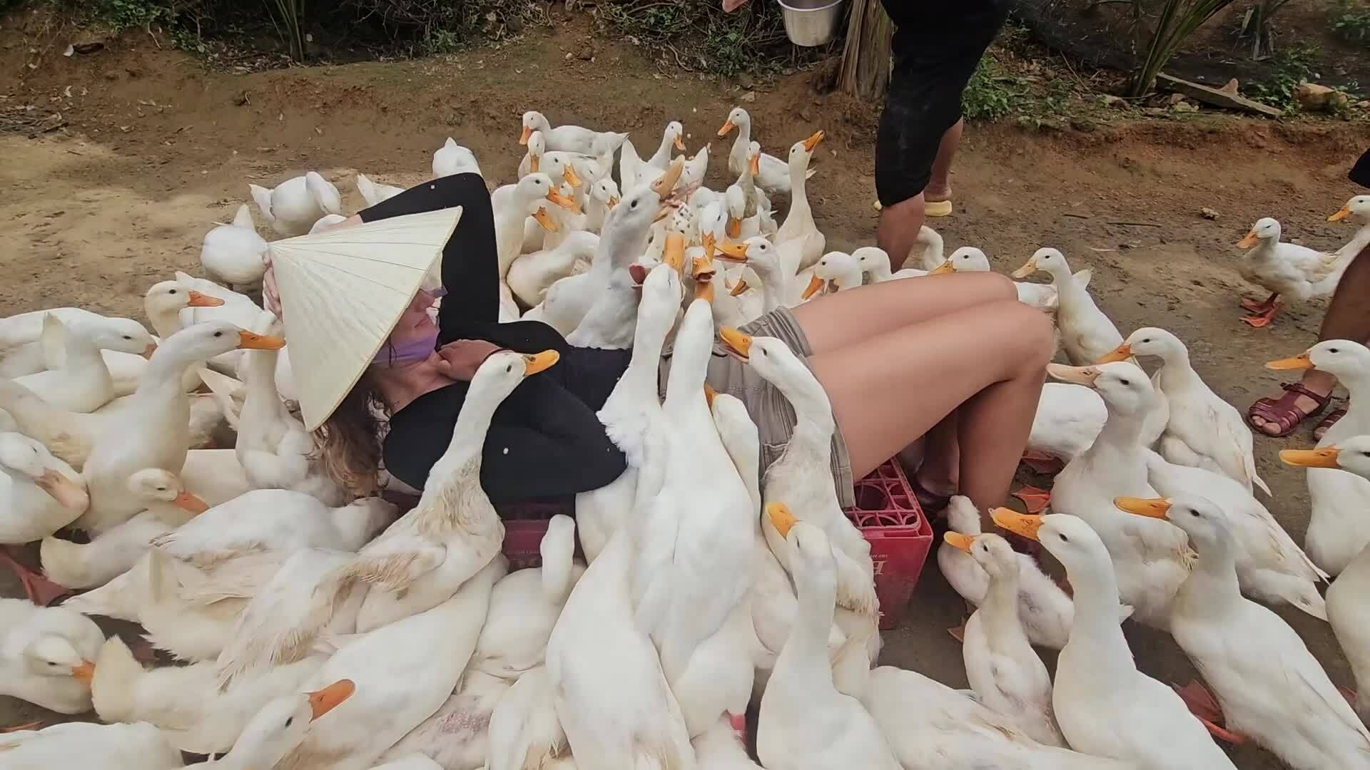 Du khách thích thú được vịt massage