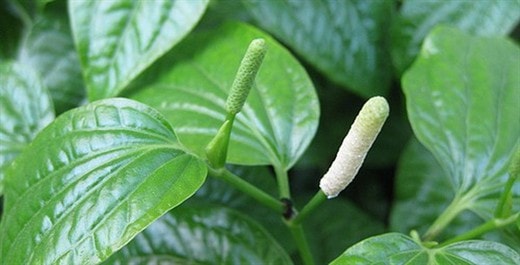 Cách kiểm soát tình trạng ra mồ hôi tay hiệu quả bậc nhất - Ảnh 3.