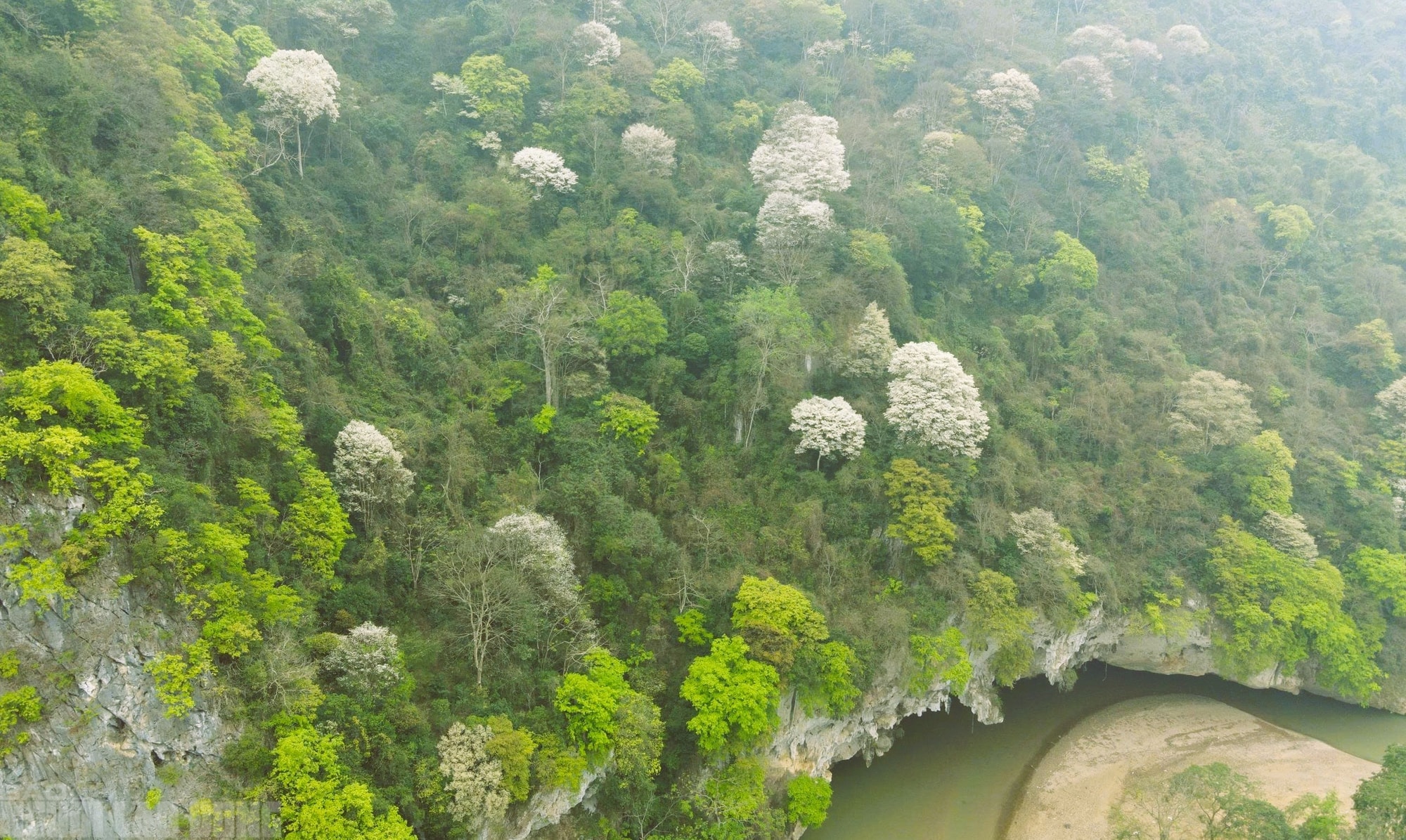Ngây ngất với loài hoa nở trắng rừng xứ Thanh - Ảnh 1.