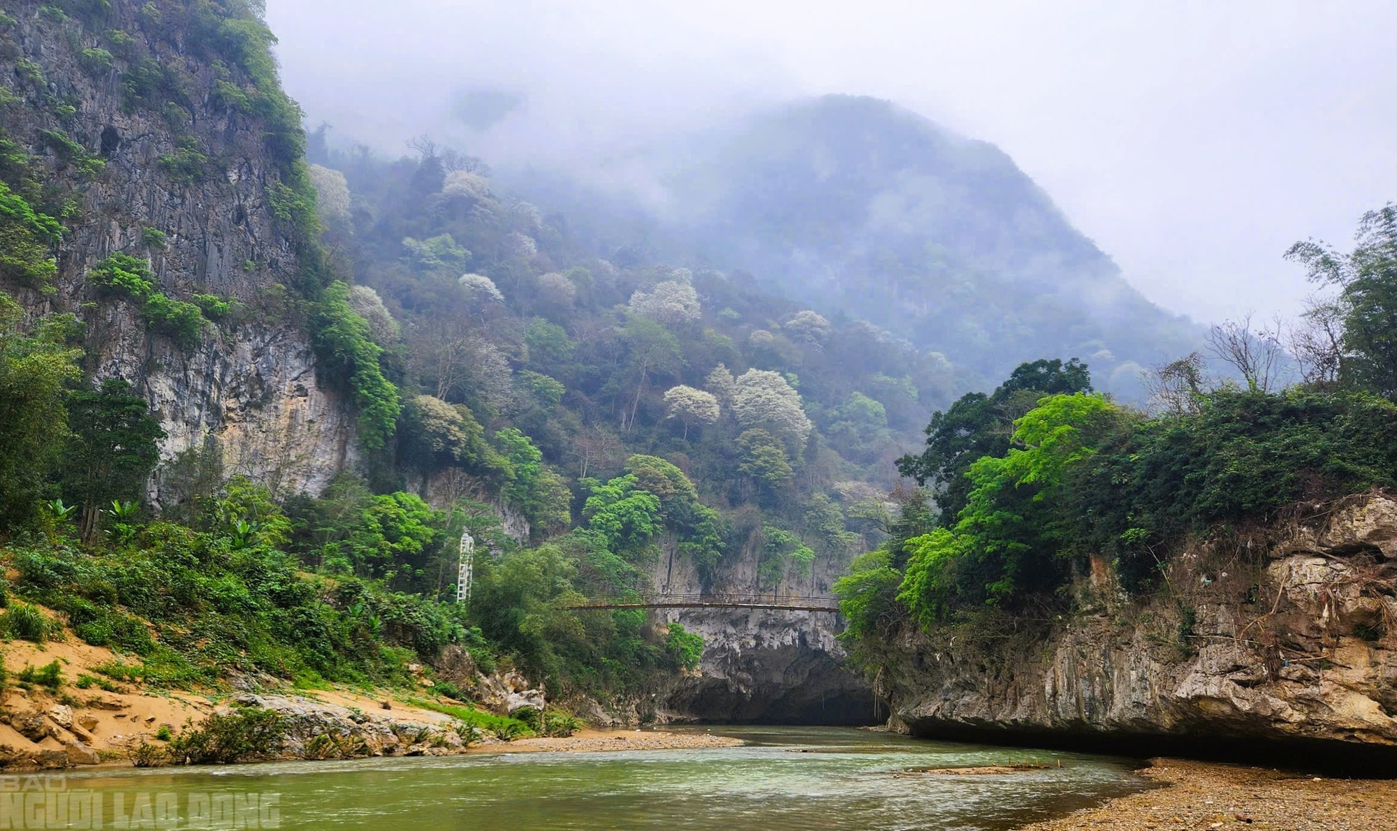 Ngây ngất với loài hoa nở trắng rừng xứ Thanh - Ảnh 2.