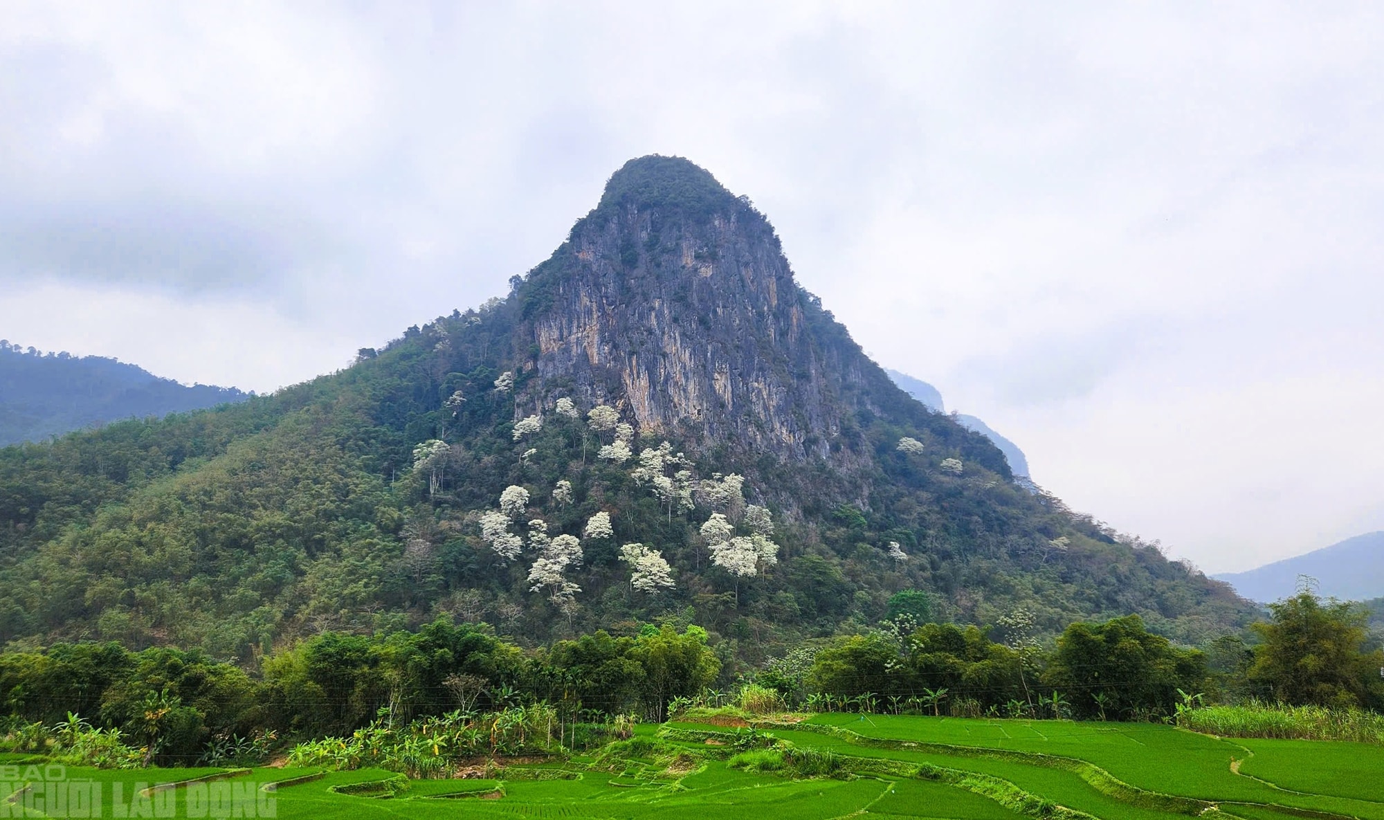 Ngây ngất với loài hoa nở trắng rừng xứ Thanh - Ảnh 5.