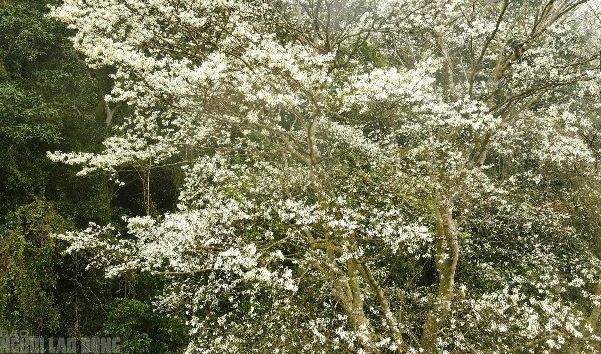 Ngây ngất với loài hoa nở trắng rừng xứ Thanh - Ảnh 11.