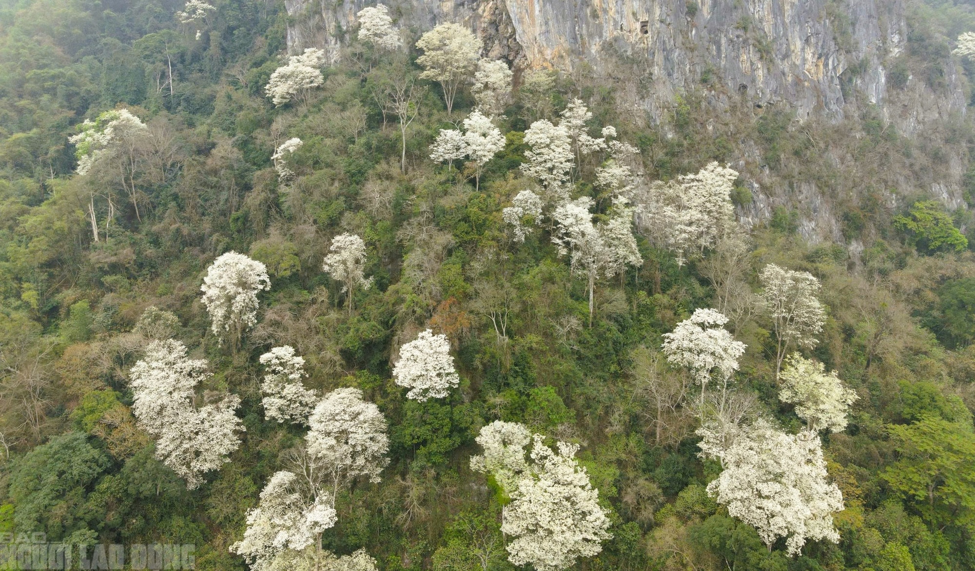Ngây ngất với loài hoa nở trắng rừng xứ Thanh - Ảnh 13.