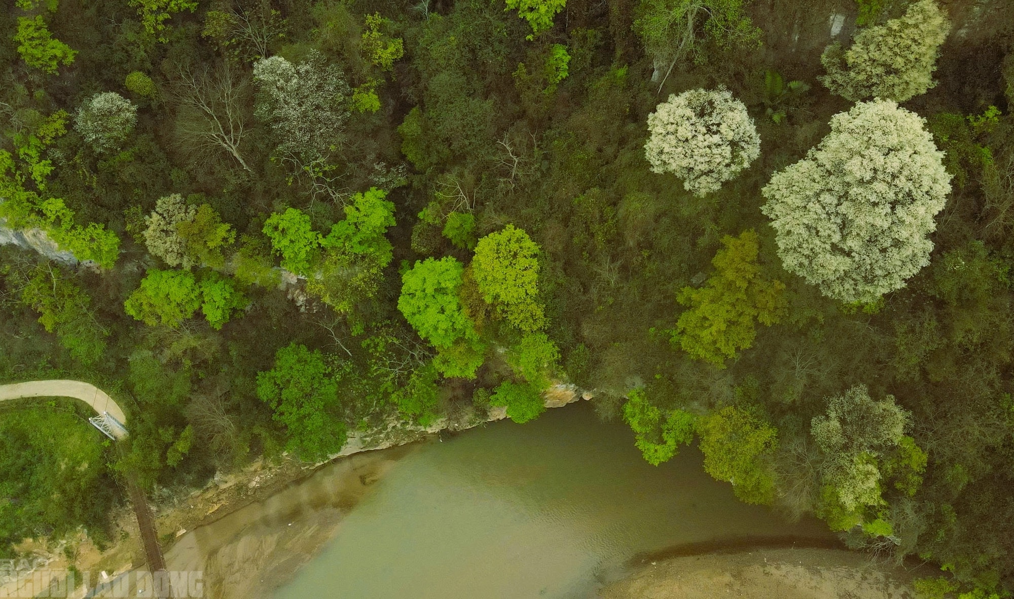 Ngây ngất với loài hoa nở trắng rừng xứ Thanh - Ảnh 3.