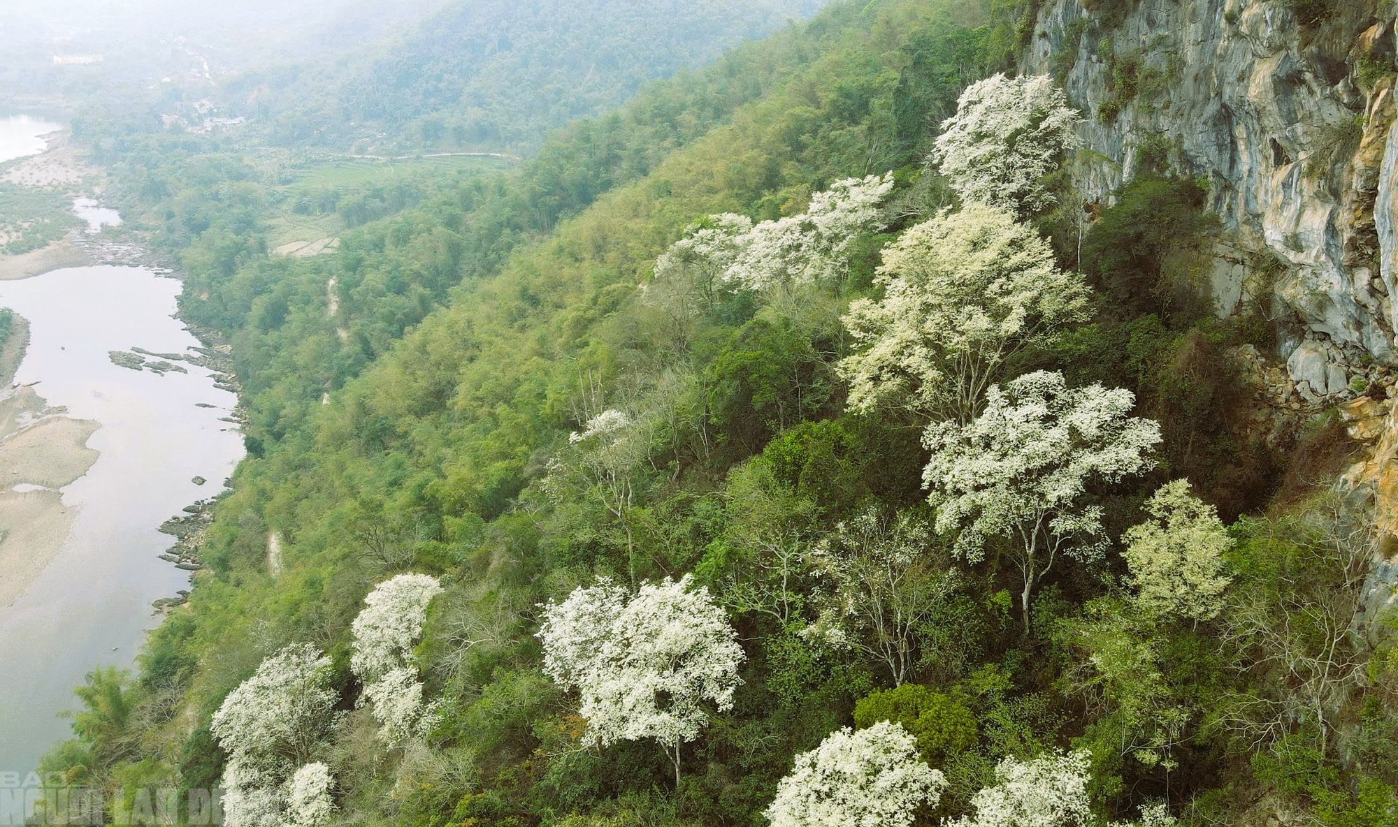 Ngây ngất với loài hoa nở trắng rừng xứ Thanh - Ảnh 4.