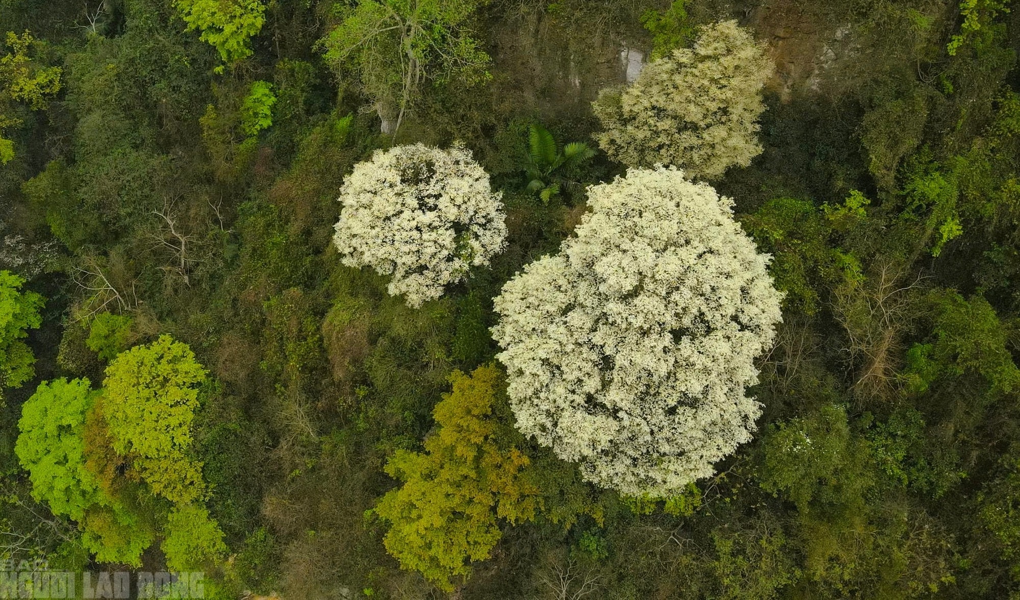 Ngây ngất với loài hoa nở trắng rừng xứ Thanh - Ảnh 7.