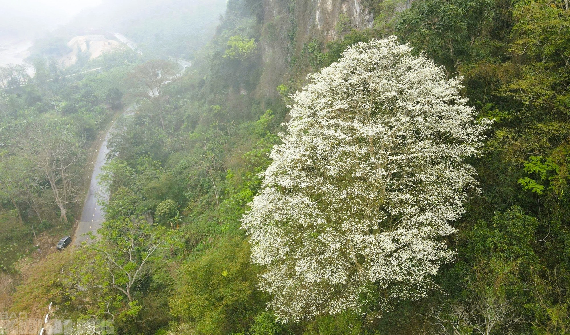 Ngây ngất với loài hoa nở trắng rừng xứ Thanh - Ảnh 8.