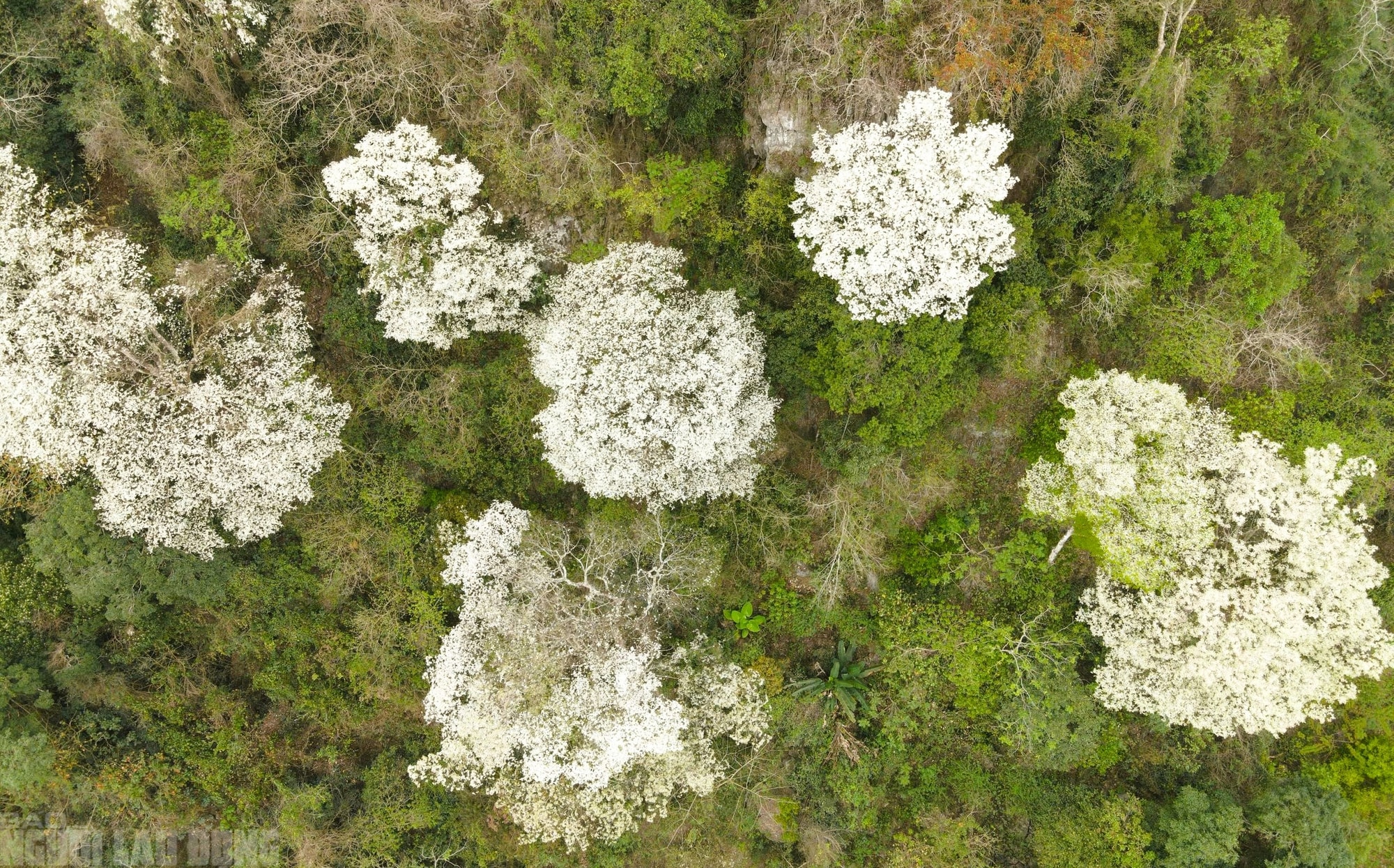 Ngây ngất với loài hoa nở trắng rừng xứ Thanh - Ảnh 9.