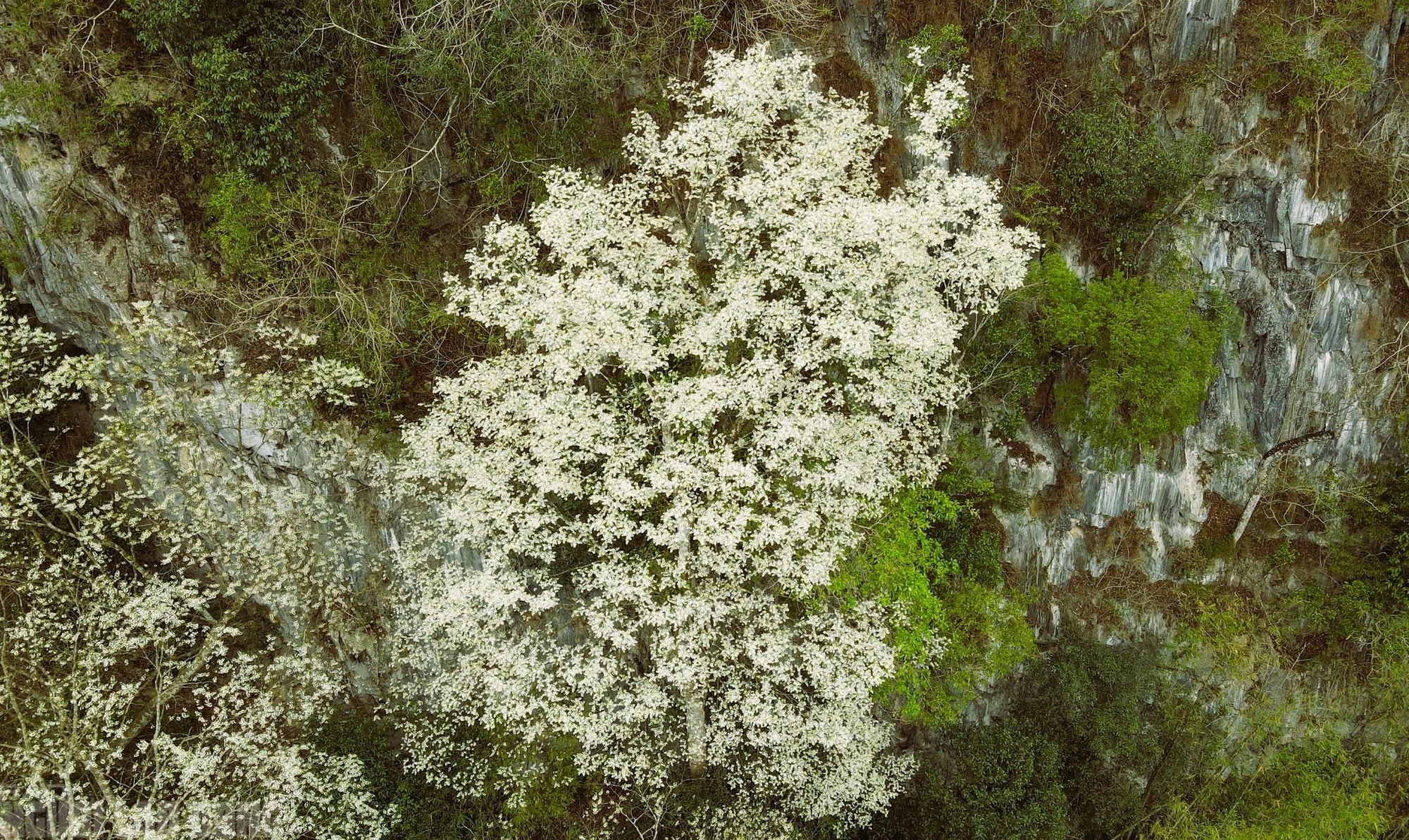 Ngây ngất với loài hoa nở trắng rừng xứ Thanh - Ảnh 10.