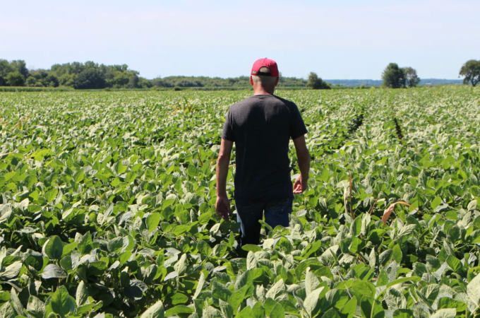 Terry Davidson đi bộ qua cánh đồng đậu nành ở bang Illinois, Mỹ. Ảnh: Newsweek