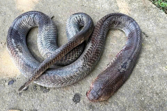 Bị rắn cắn, cụ ông 79 tuổi mang cả con rắn "khủng" đến bệnh viện - Ảnh 2.