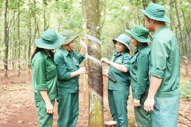 Tinh gọn bộ máy VRG 2026: Đổi mới và nâng cao hiệu quả phát triển kinh tế - Ảnh 1.