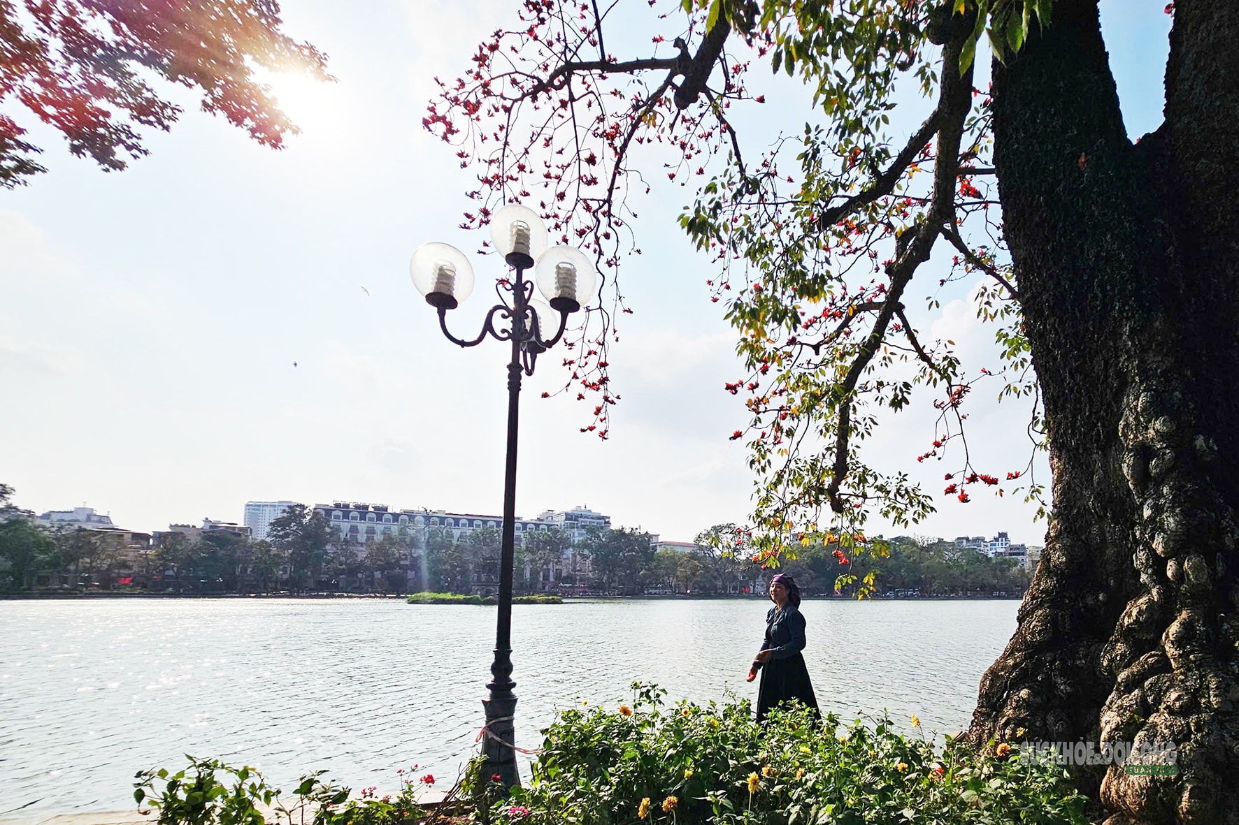 Hồ Gươm bừng đỏ mùa hoa gạo- Ảnh 3.