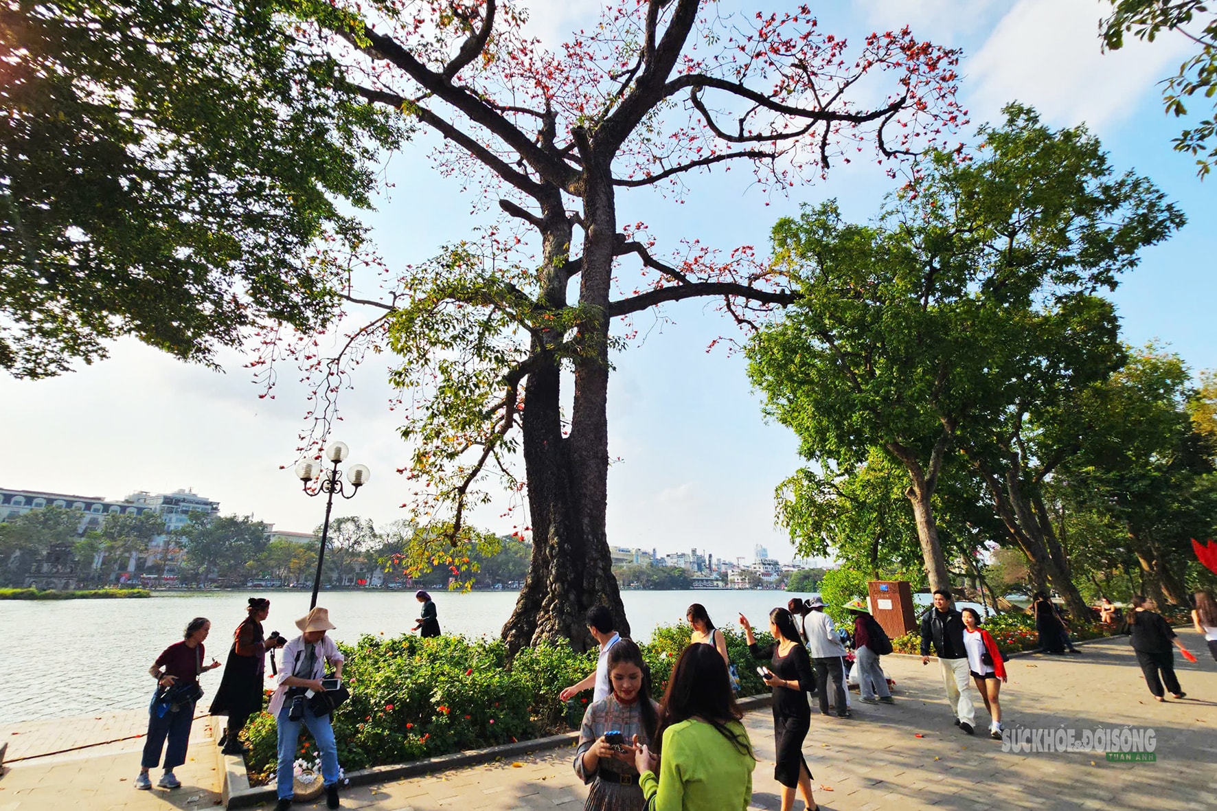 Hồ Gươm bừng đỏ mùa hoa gạo- Ảnh 4.