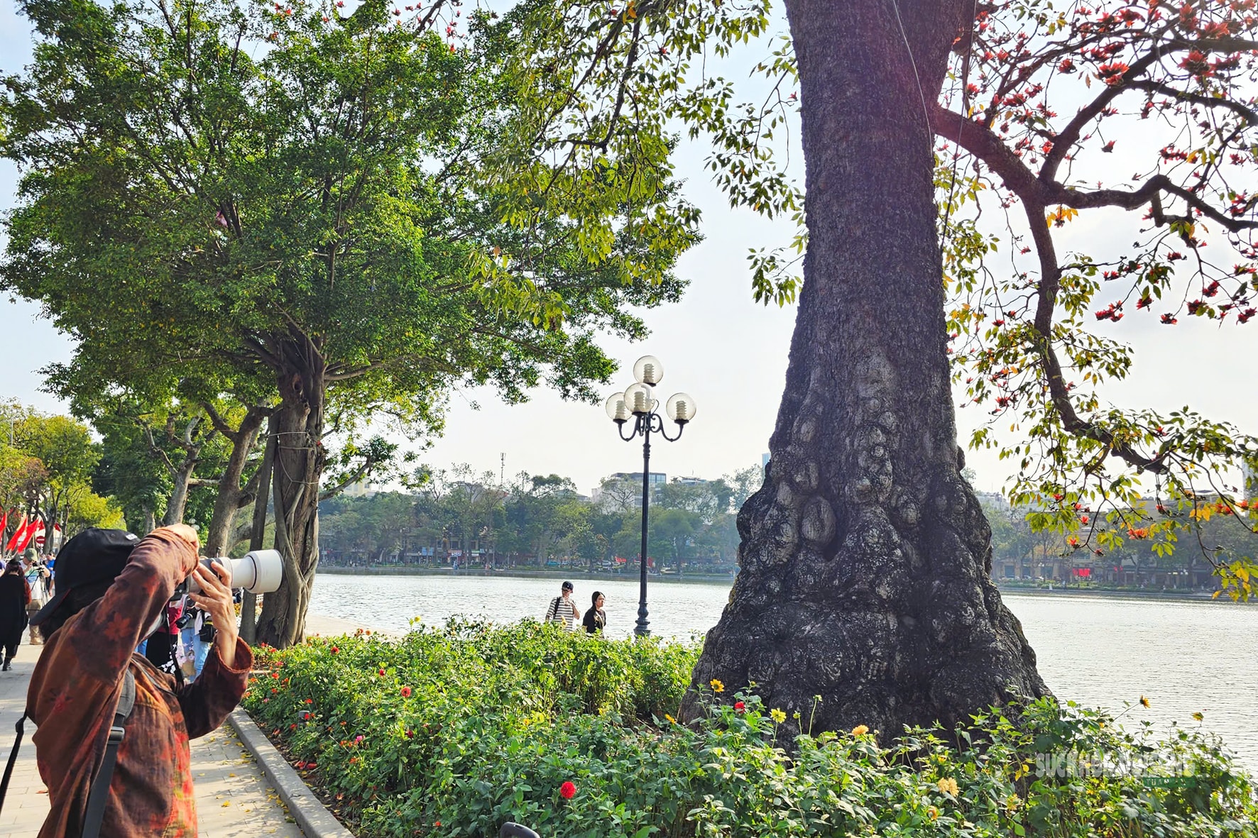 Hồ Gươm bừng đỏ mùa hoa gạo- Ảnh 7.