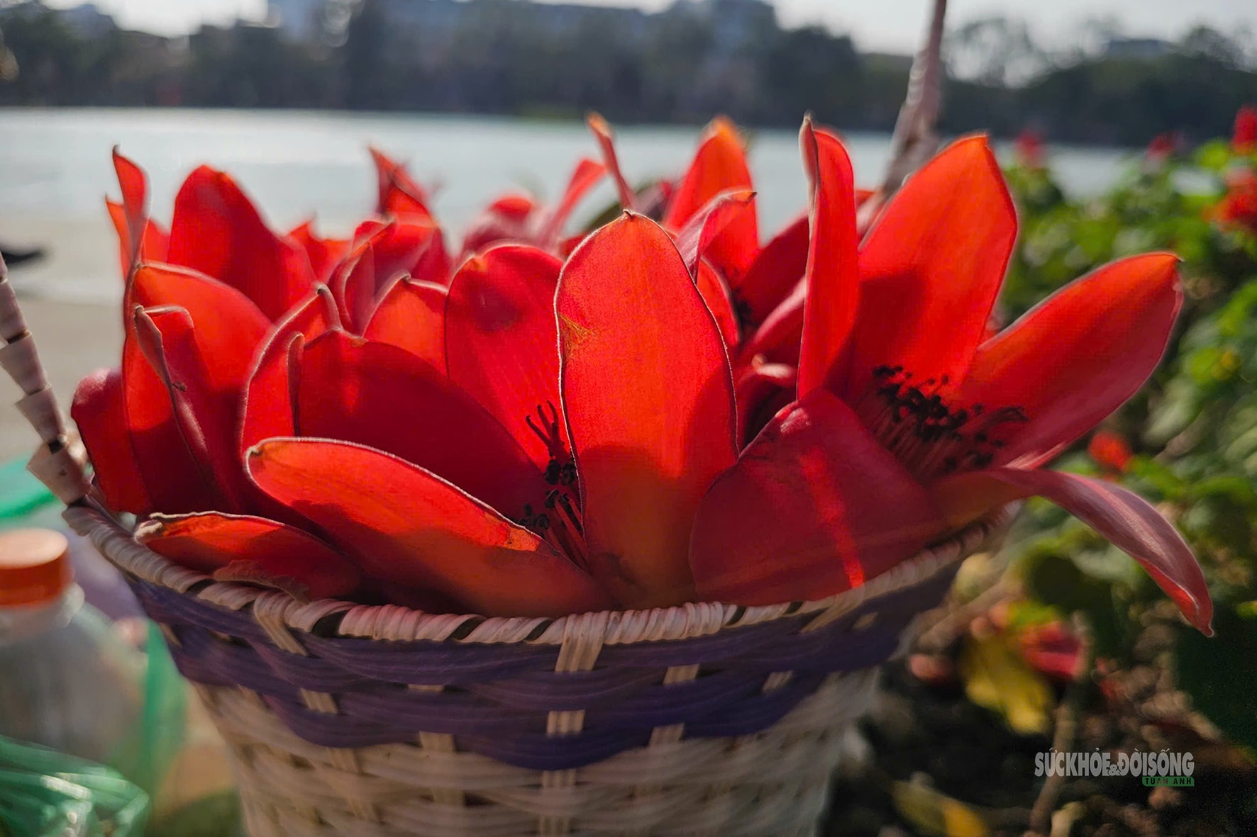 Hồ Gươm bừng đỏ mùa hoa gạo- Ảnh 6.