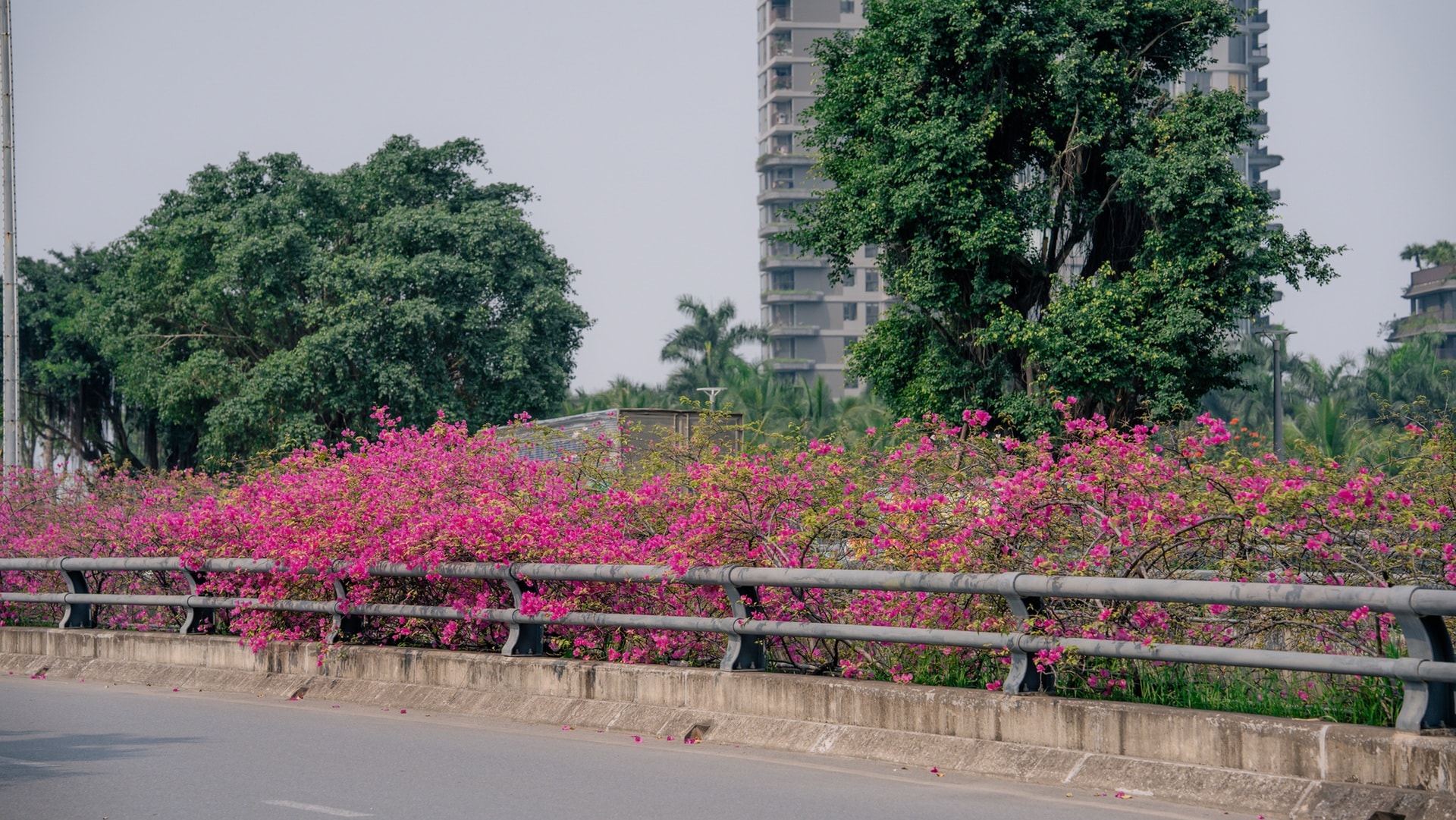 Điểm chụp hoa giấy đẹp như trong tranh gần Hà Nội gây sốt - 7