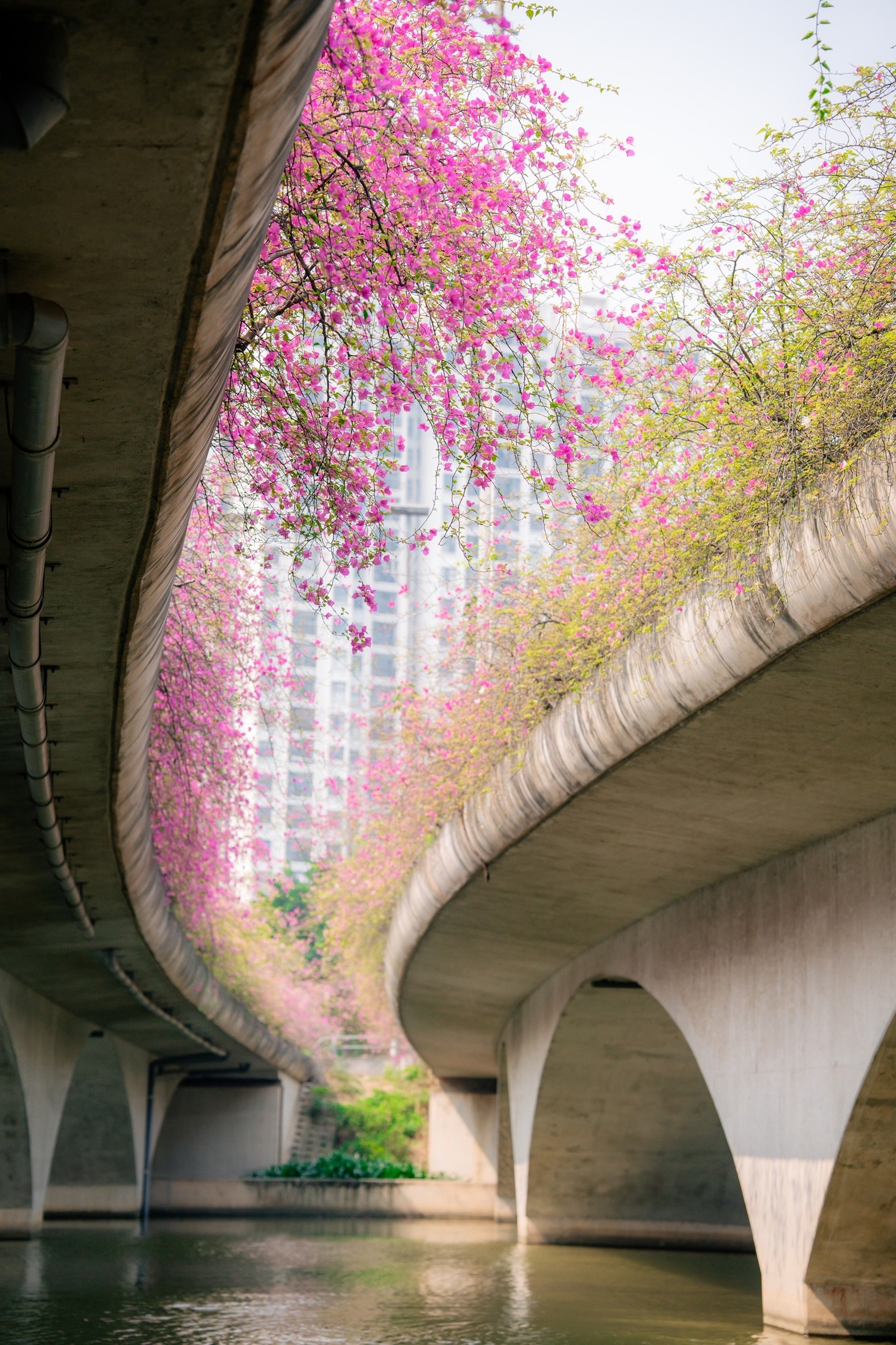 Điểm chụp hoa giấy đẹp như trong tranh gần Hà Nội gây sốt - 5