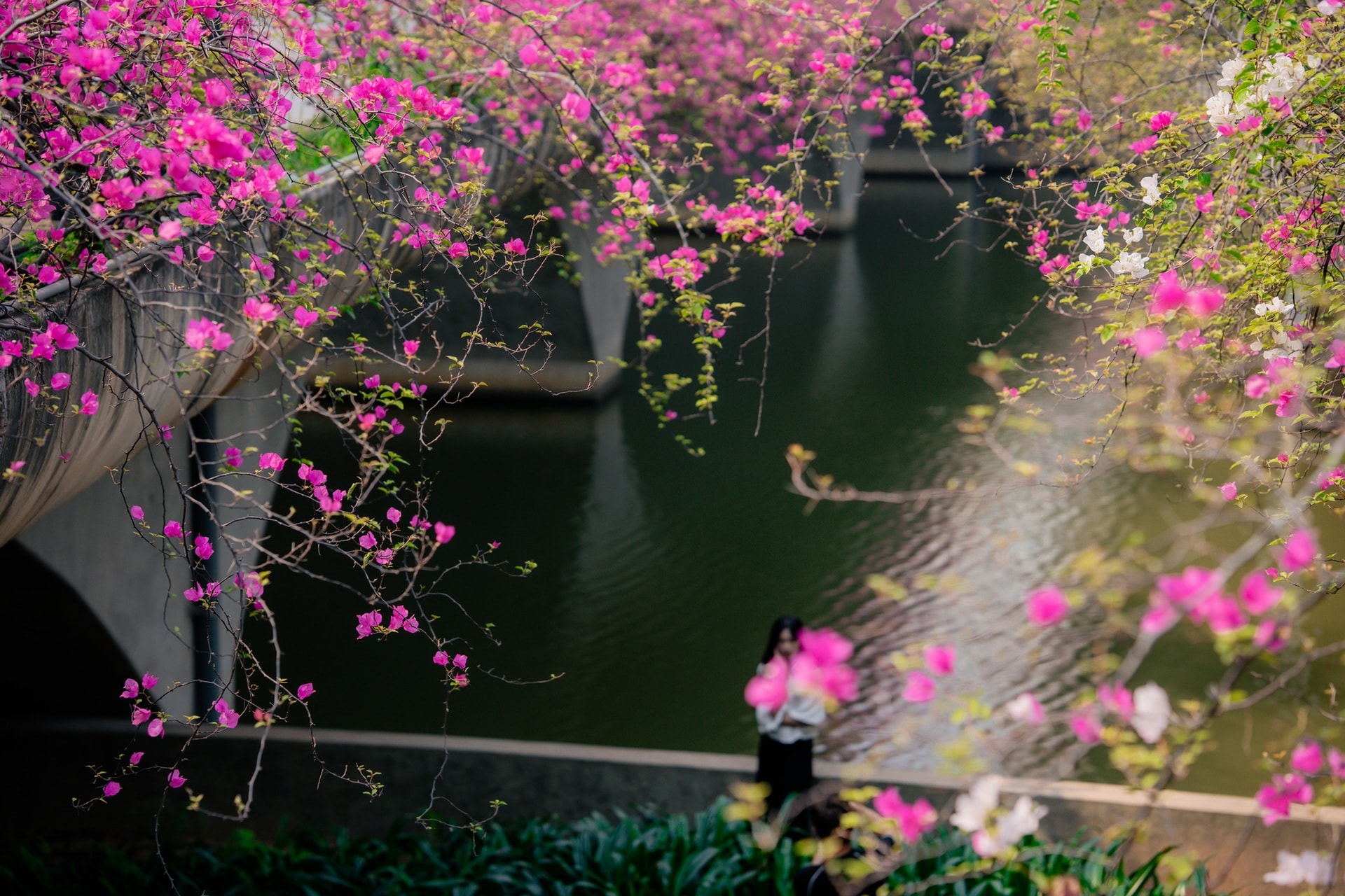 Điểm chụp hoa giấy đẹp như trong tranh gần Hà Nội gây sốt - 8