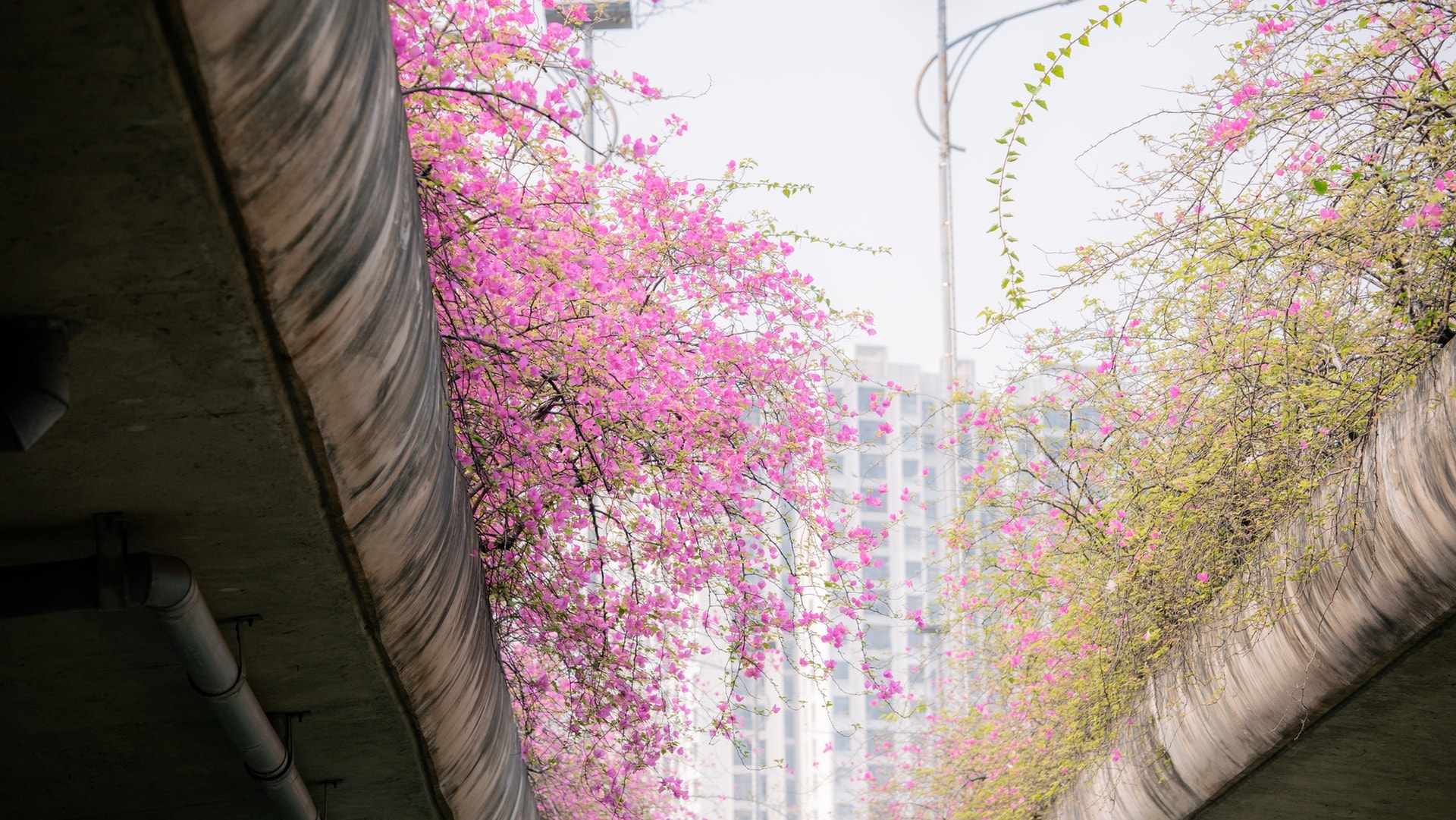 Điểm chụp hoa giấy đẹp như trong tranh gần Hà Nội gây sốt - 1