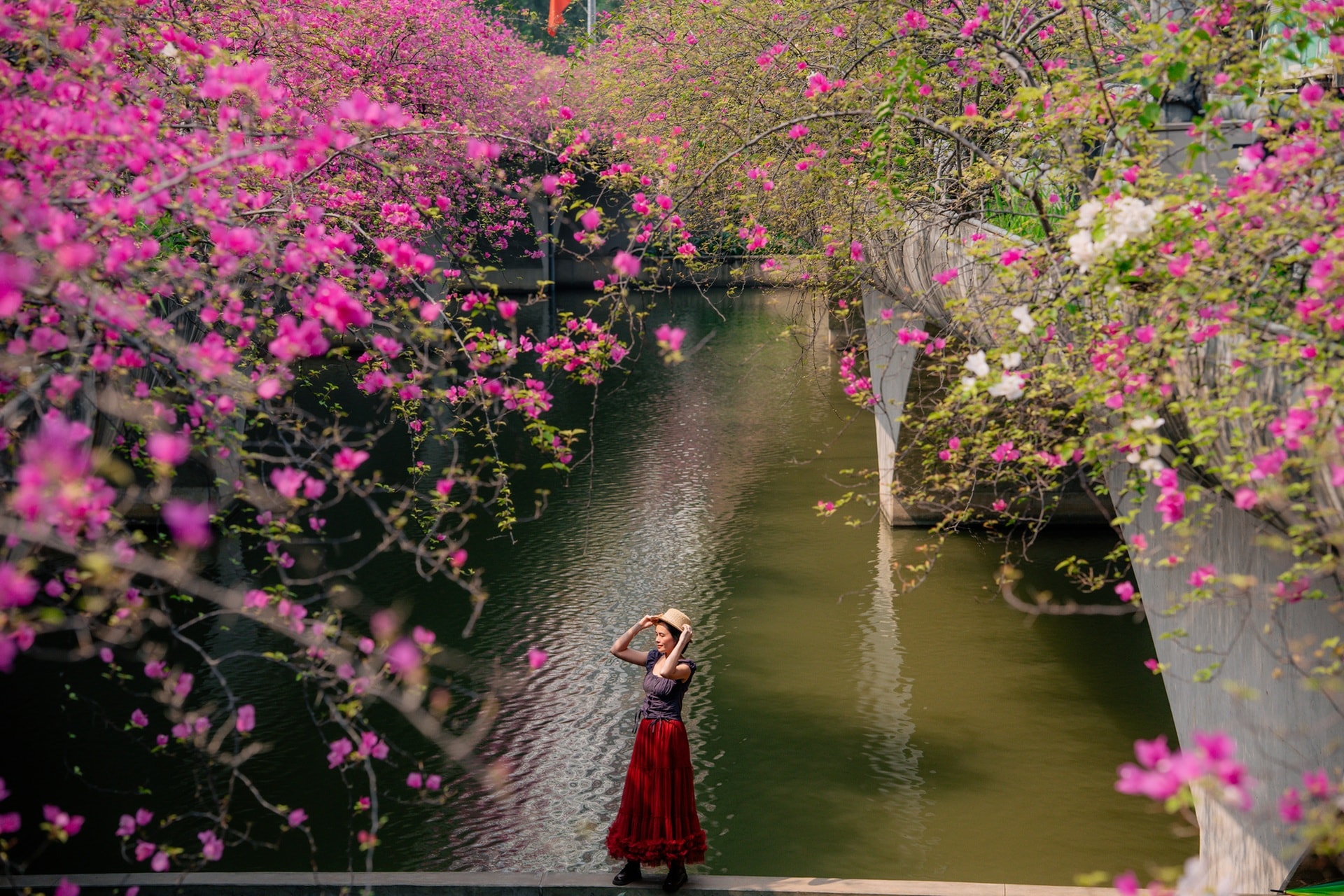 Điểm chụp hoa giấy đẹp như trong tranh gần Hà Nội gây sốt - 6