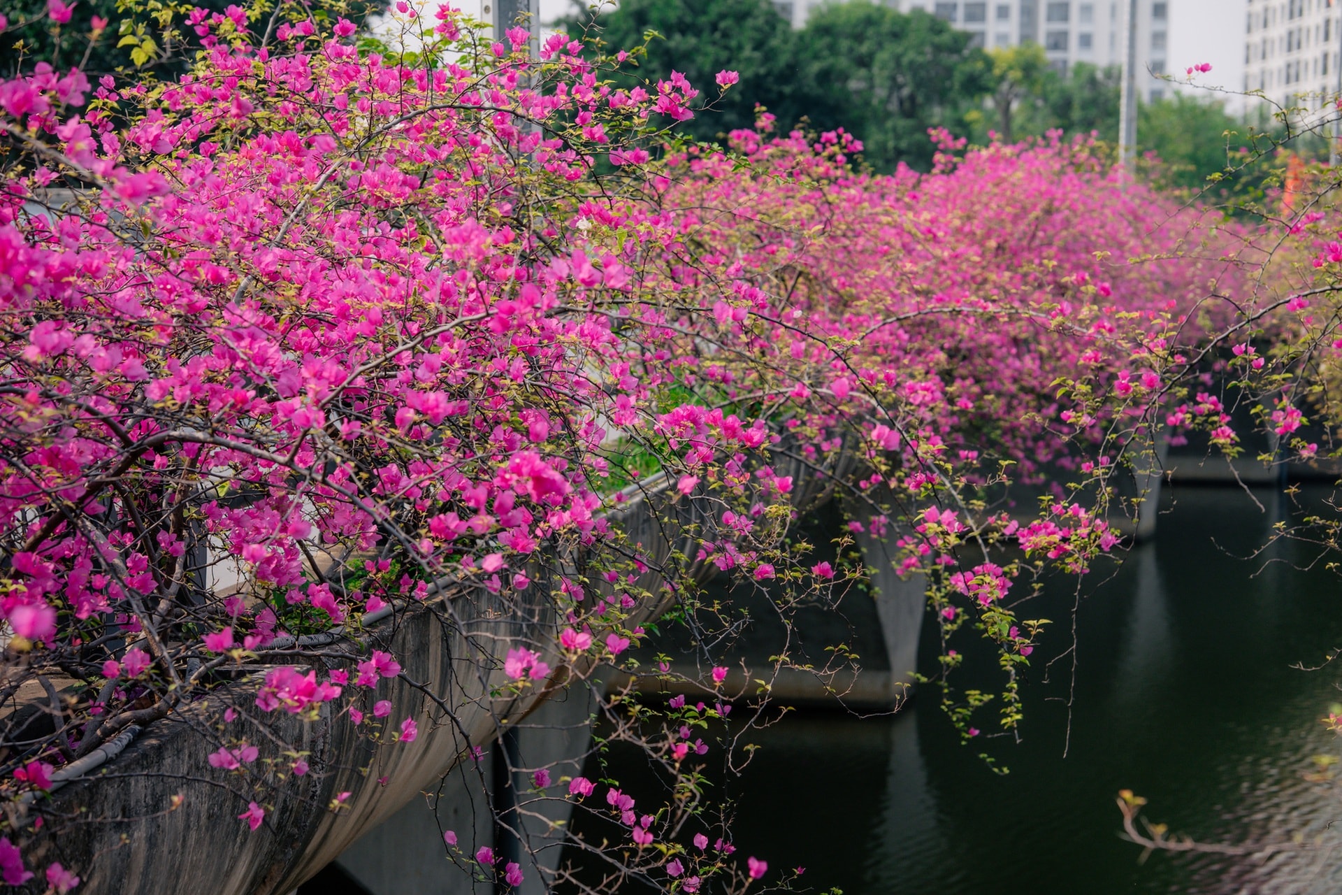 Điểm chụp hoa giấy đẹp như trong tranh gần Hà Nội gây sốt - 3