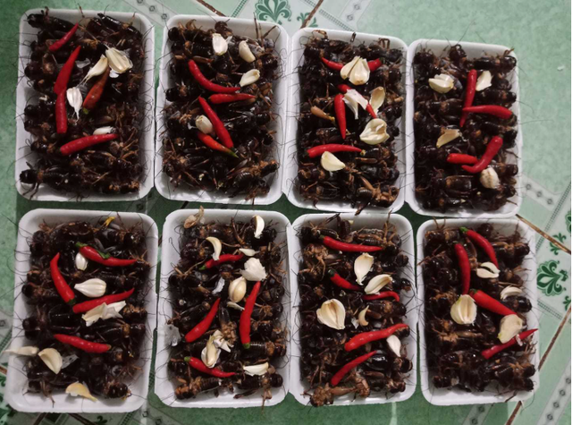 Con đặc sản “xấu xí” xưa không ai ngó, nay thành đặc sản Tây Bắc lạ miệng, dân nhậu mê tít săn lùng - Ảnh 9.