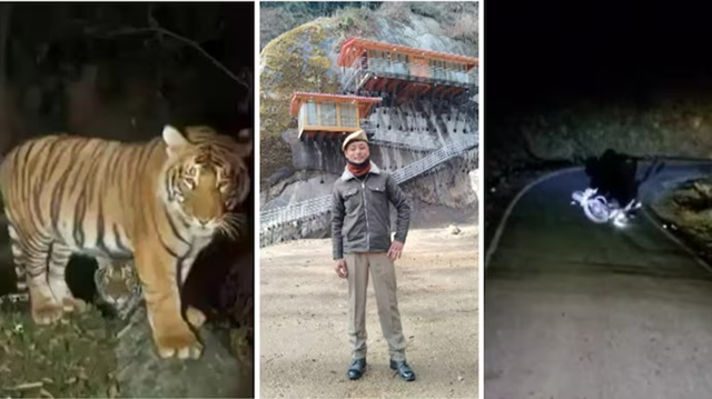 Đang lái xe máy, người đàn ông bị hổ dữ vồ tử vong - Ảnh 1.