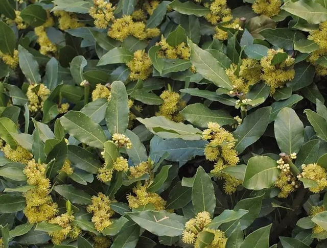 Loại lá dân dã của Việt Nam xưa rụng đầy gốc, nay trời Tây bán giá 2 triệu đồng/kg - Ảnh 1.