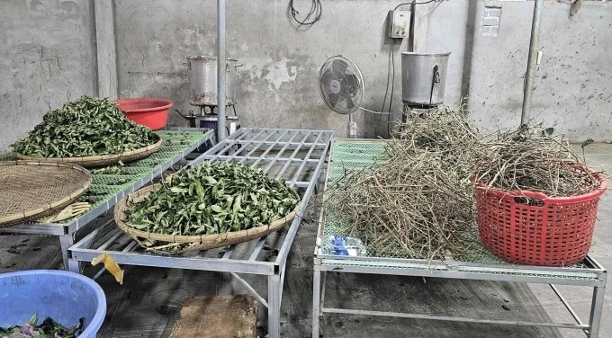 Cỏ cây rừng được thu gom trước khi chế thuốc xương khớp Hoàng Minh Đường. Ảnh:Lam Sơn