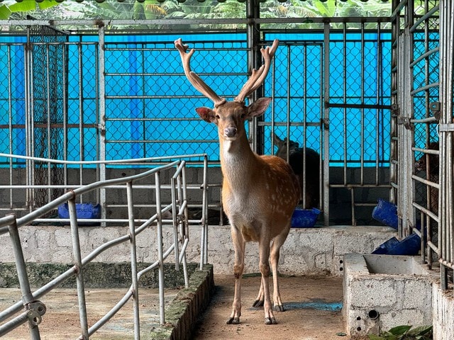 Chìa khóa thoát nghèo từ nghề nuôi con nhiều đốm, “bán lộc” kiếm tiền tỷ ở Hà Tĩnh - Ảnh 5.