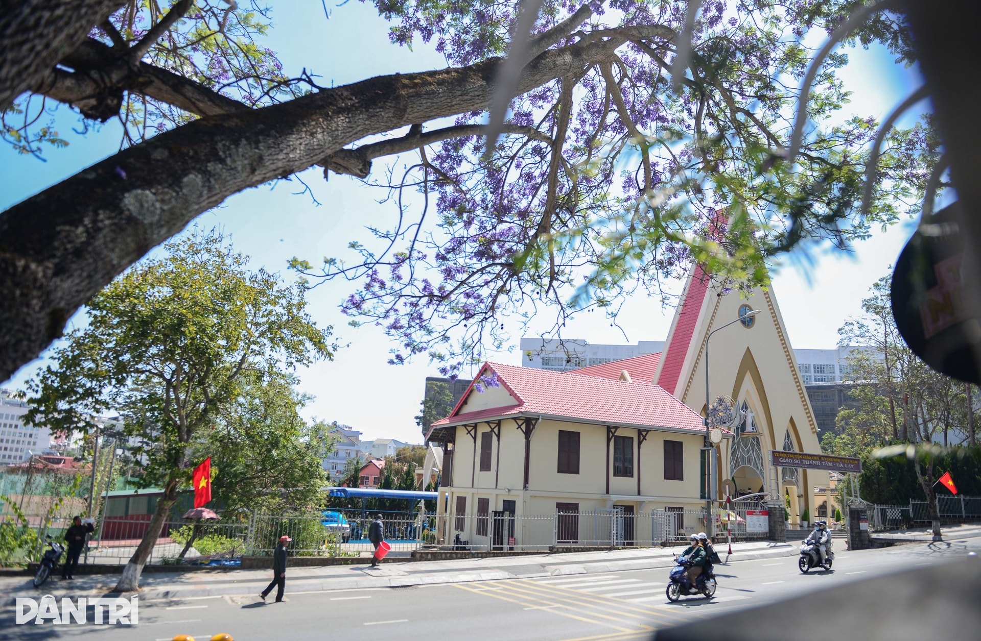 Loài hoa lạ “nhuộm tím” Đà Lạt khiến du khách mê mẩn - 4