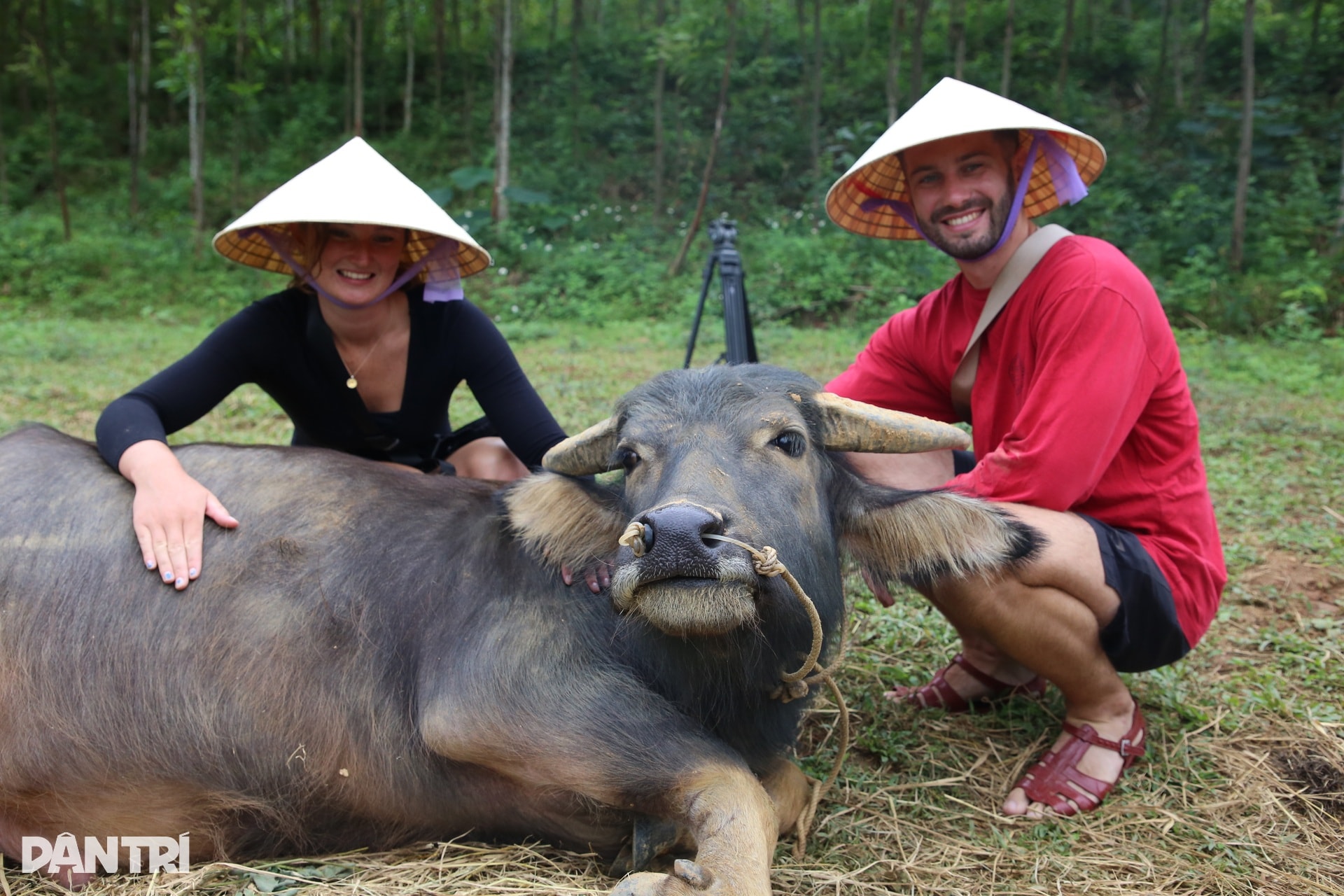 Khách Tây chăn trâu, được vịt massage khi đến Việt Nam du lịch - 8 Khách Tây chăn trâu, được vịt massage khi đến Việt Nam du lịch - 8