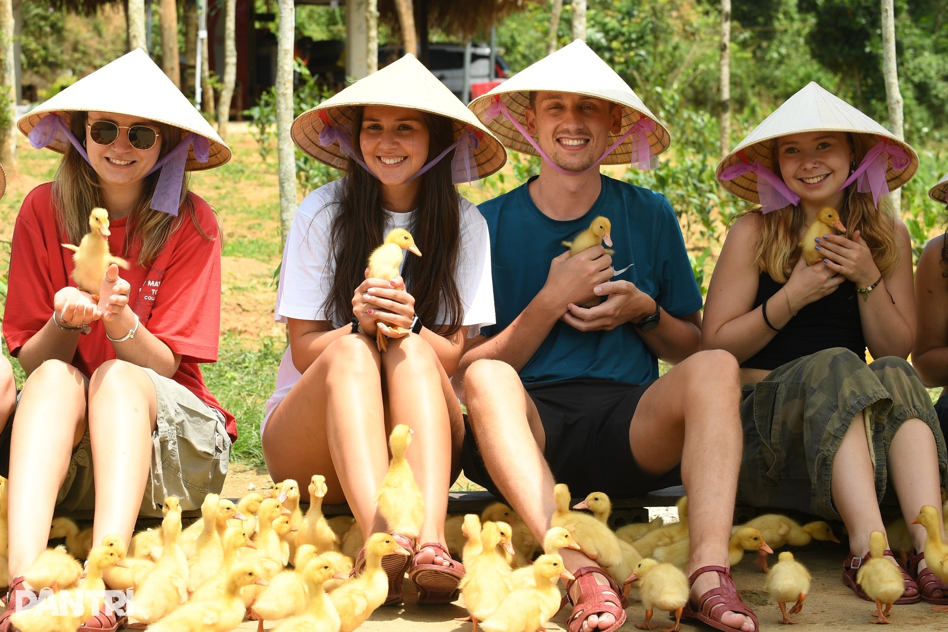 Khách Tây chăn trâu, được vịt massage khi đến Việt Nam du lịch - 11 Khách Tây chăn trâu, được vịt massage khi đến Việt Nam du lịch - 11