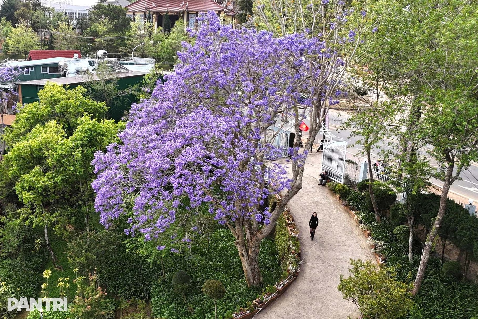 Loài hoa lạ “nhuộm tím” Đà Lạt khiến du khách mê mẩn - 10