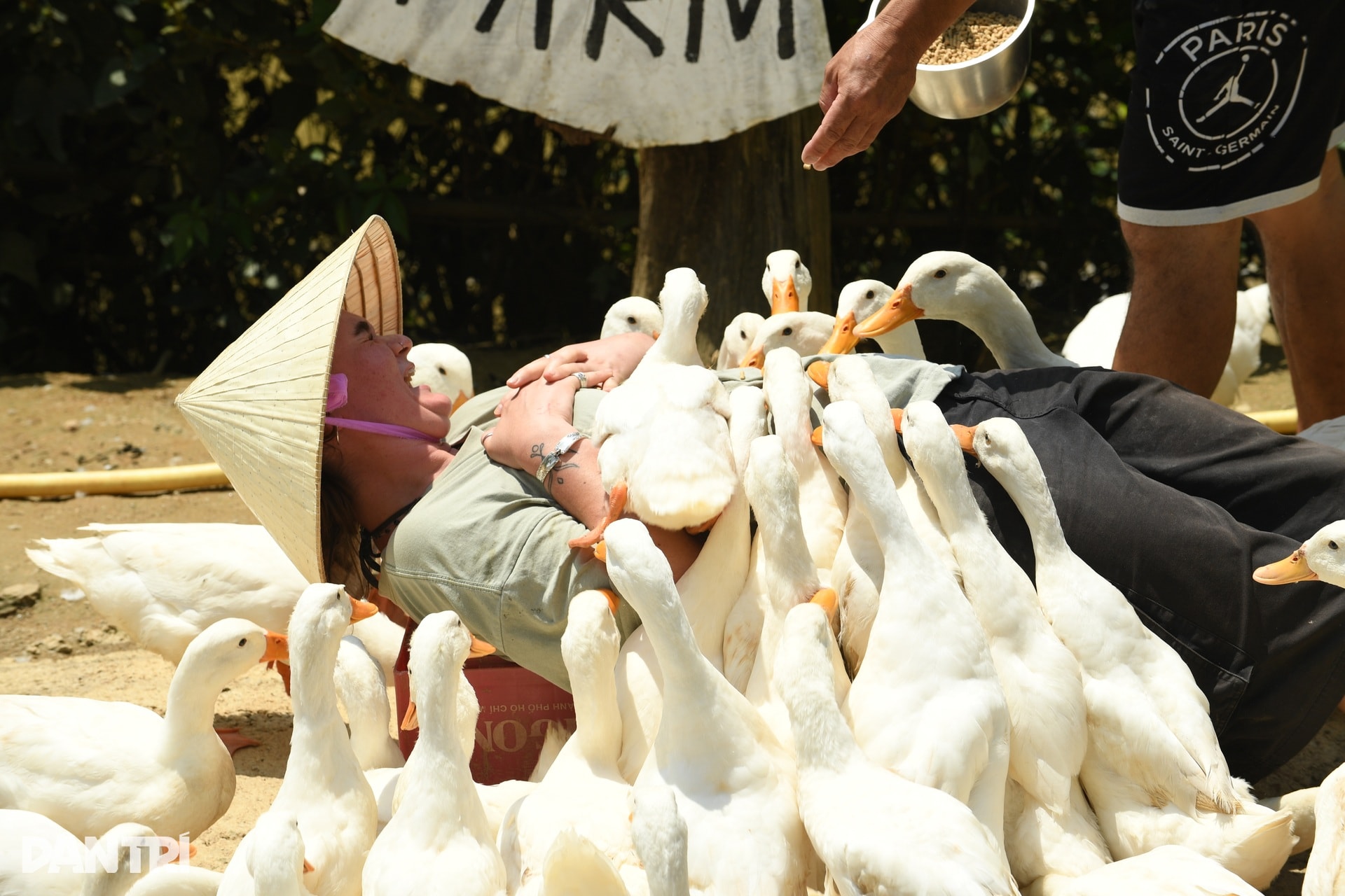 Khách Tây chăn trâu, được vịt massage khi đến Việt Nam du lịch - 10 Khách Tây chăn trâu, được vịt massage khi đến Việt Nam du lịch - 10