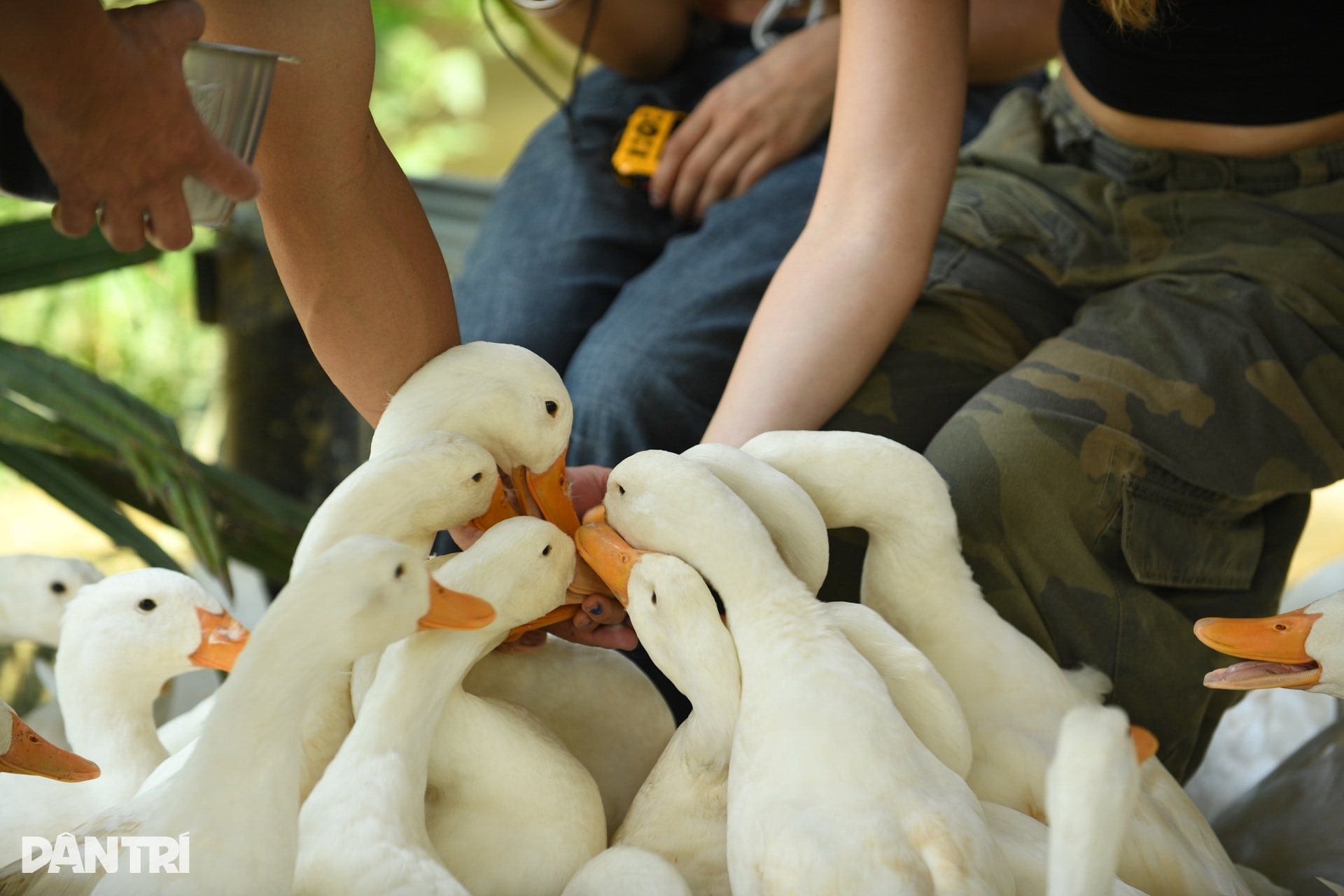 Khách Tây chăn trâu, được vịt massage khi đến Việt Nam du lịch - 5 Khách Tây chăn trâu, được vịt massage khi đến Việt Nam du lịch - 5