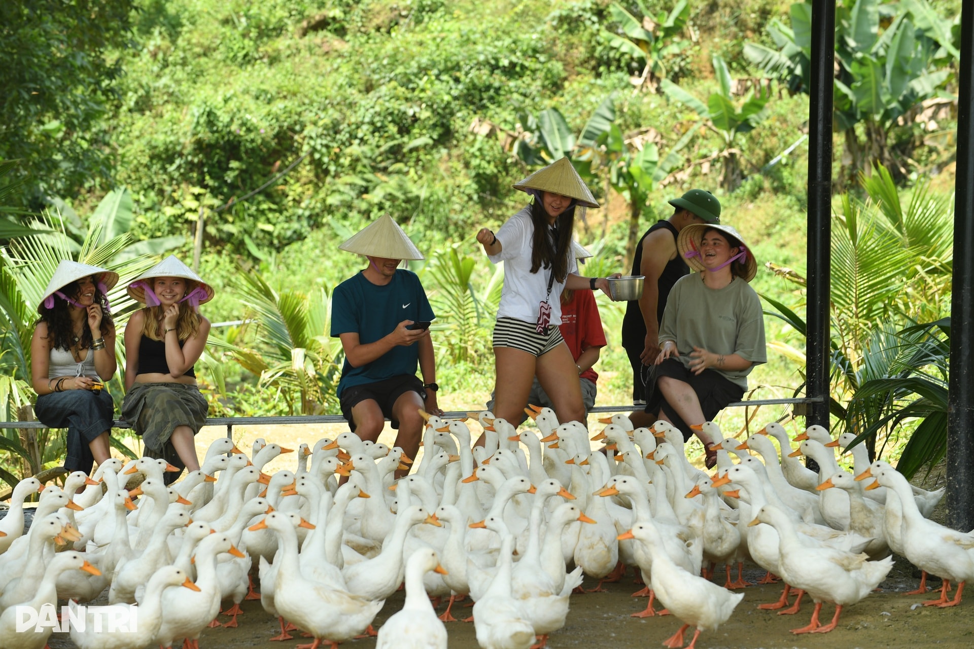 Khách Tây chăn trâu, được vịt massage khi đến Việt Nam du lịch - 4 Khách Tây chăn trâu, được vịt massage khi đến Việt Nam du lịch - 4