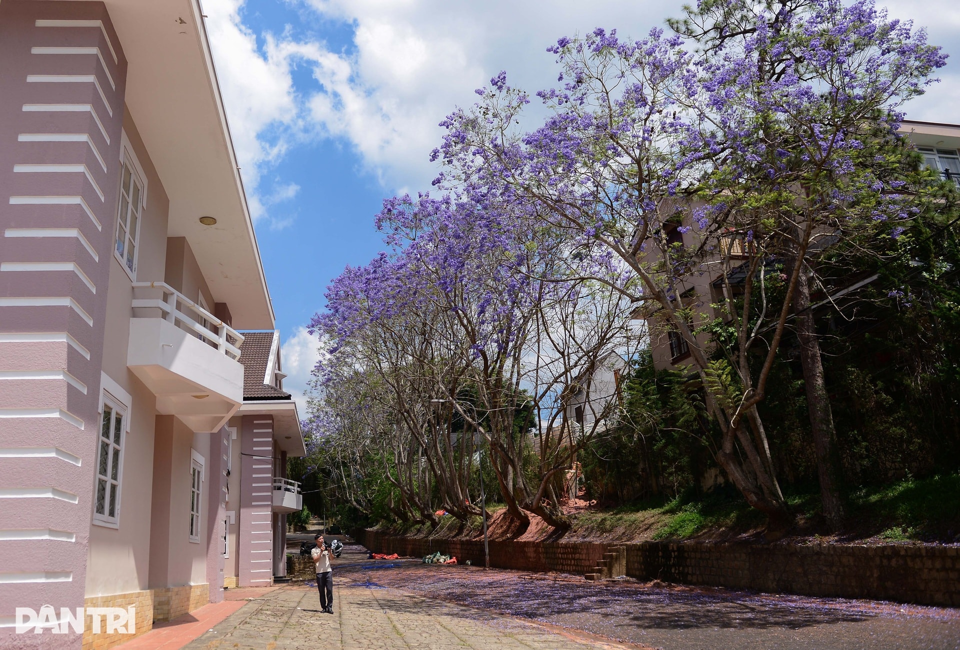 Loài hoa lạ “nhuộm tím” Đà Lạt khiến du khách mê mẩn - 8