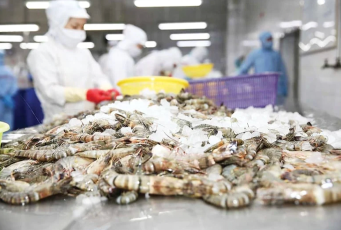 Công nhân đang sơ chế tôm tại nhà máy ở phía Nam. Ảnh: VASEP