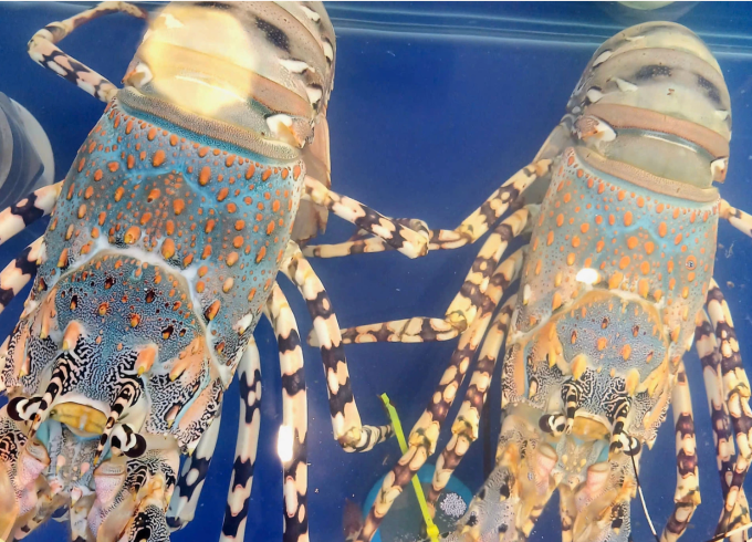 Tôm hùm bông tại cửa hàng hải sản trên đường Lý Tự Trọng, phường Bến Thành (TP HCM). Ảnh: Thi Hà