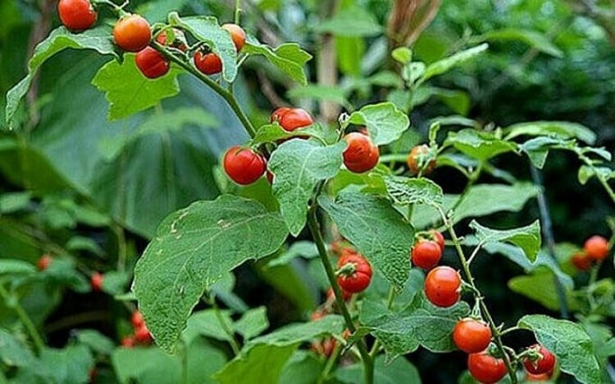 Cây cà gai leo. Ảnh: Bệnh viện Nguyễn Tri Phương