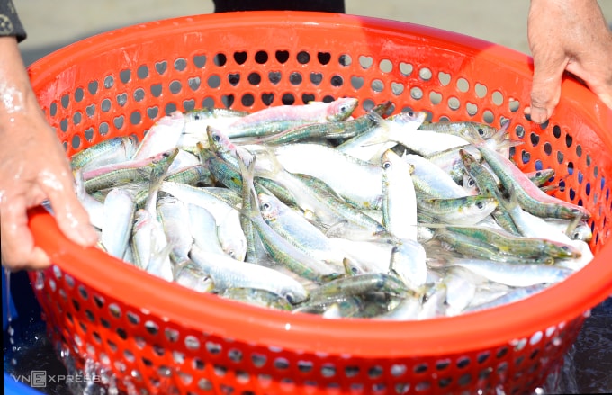 Cá được thương lái thu mua ngay trên bờ biển. Ảnh: Lê Hoàng