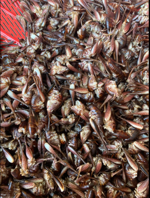 Con "cùng đống" xưa không ai ngó, nay thành đặc sản Tây Bắc đắt đỏ, được dân nhậu mê tít- Ảnh 7.