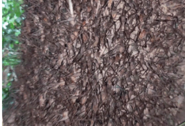 Con "cùng đống" xưa không ai ngó, nay thành đặc sản Tây Bắc đắt đỏ, được dân nhậu mê tít- Ảnh 1.