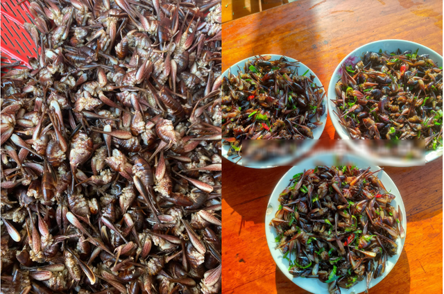 Con "cùng đống" xưa không ai ngó, nay thành đặc sản Tây Bắc đắt đỏ, được dân nhậu mê tít- Ảnh 3.