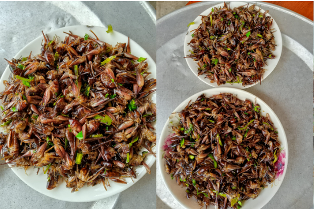 Con "cùng đống" xưa không ai ngó, nay thành đặc sản Tây Bắc đắt đỏ, được dân nhậu mê tít- Ảnh 5.