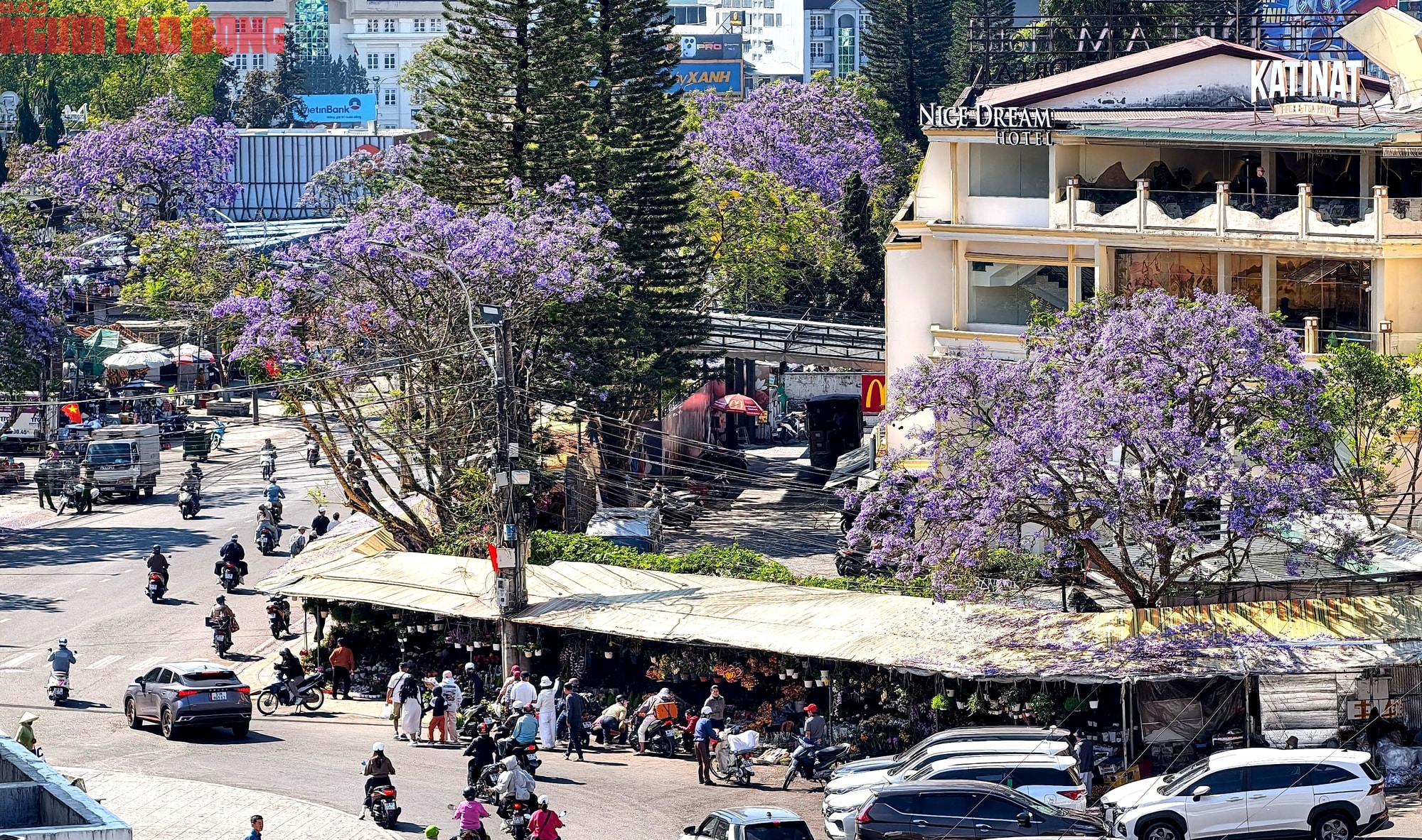 Phượng tím bung nở, Đà Lạt nên thơ hơn bất kì nơi nào khác - Ảnh 1.