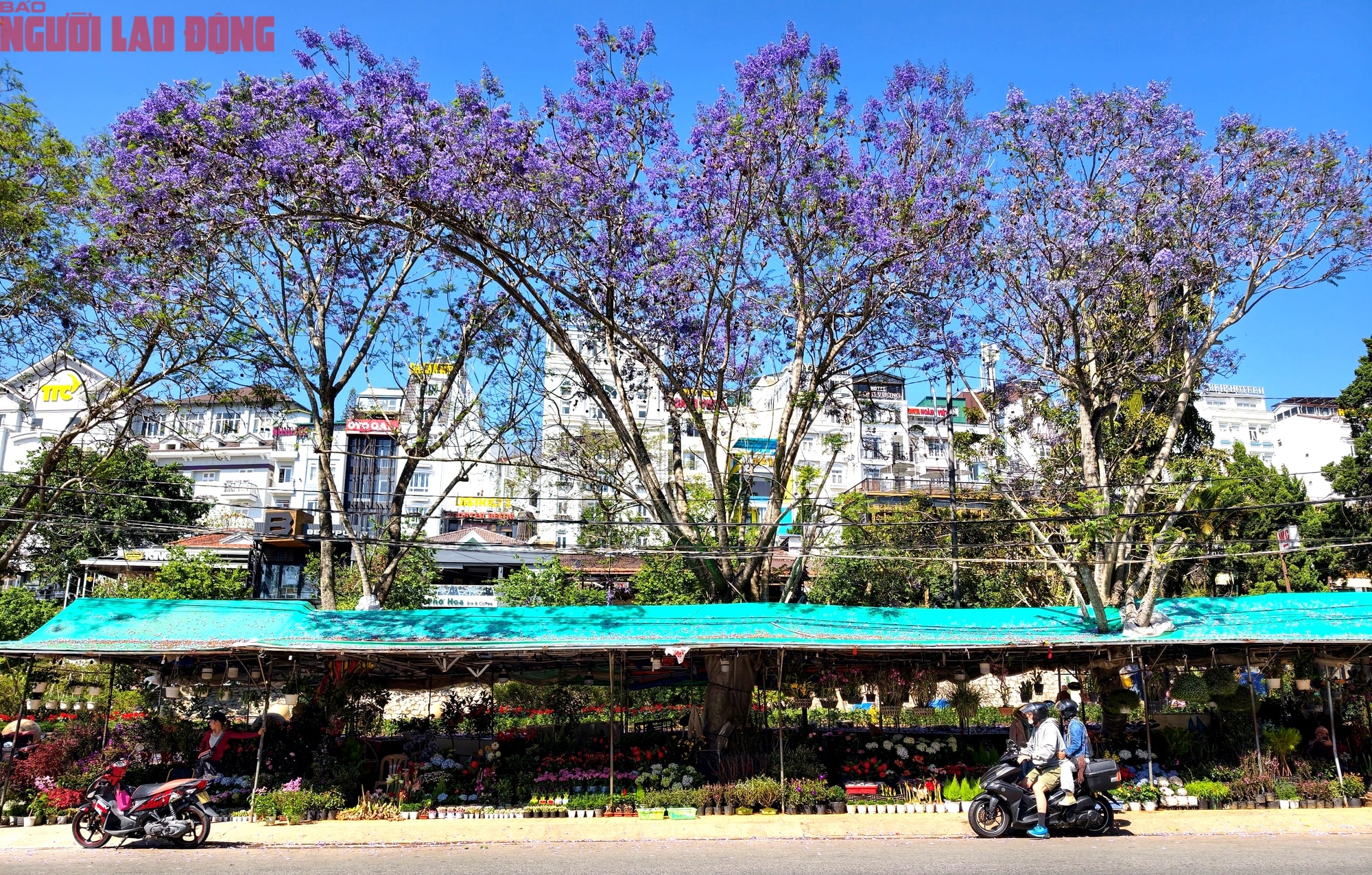 Phượng tím bung nở, Đà Lạt nên thơ hơn bất kì nơi nào khác - Ảnh 2.