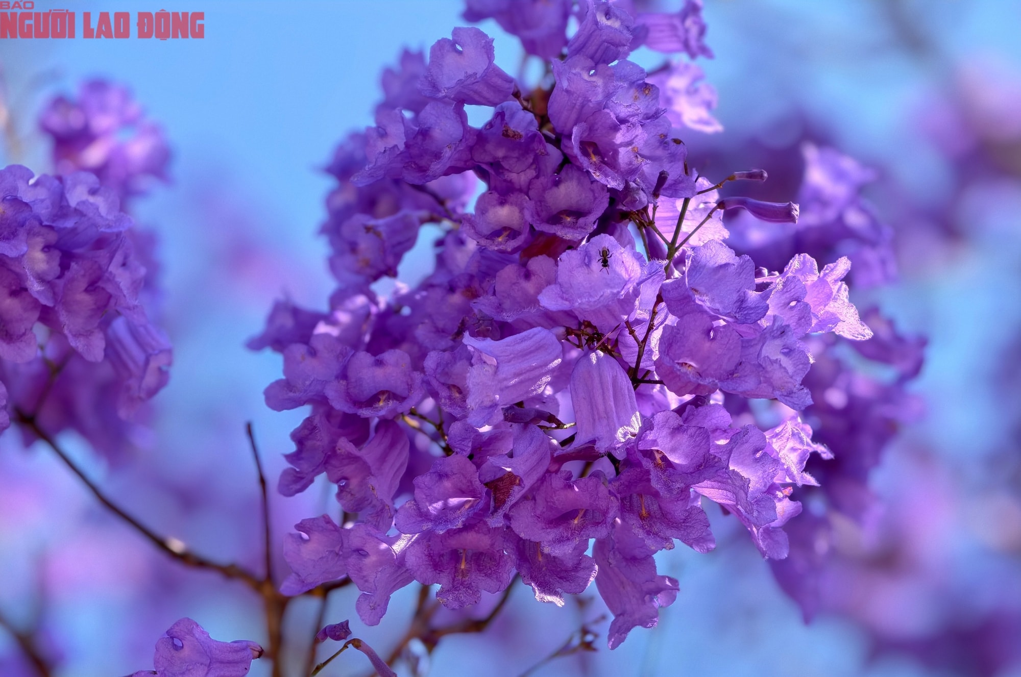 Phượng tím bung nở, Đà Lạt nên thơ hơn bất kì nơi nào khác - Ảnh 3.